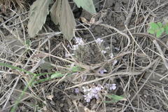 Lepidagathis cristata